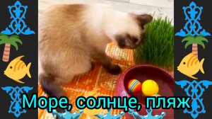Кошка🐱Ладушка 🌊⛱️ #прикольно #шутка #смешныекоты #котики