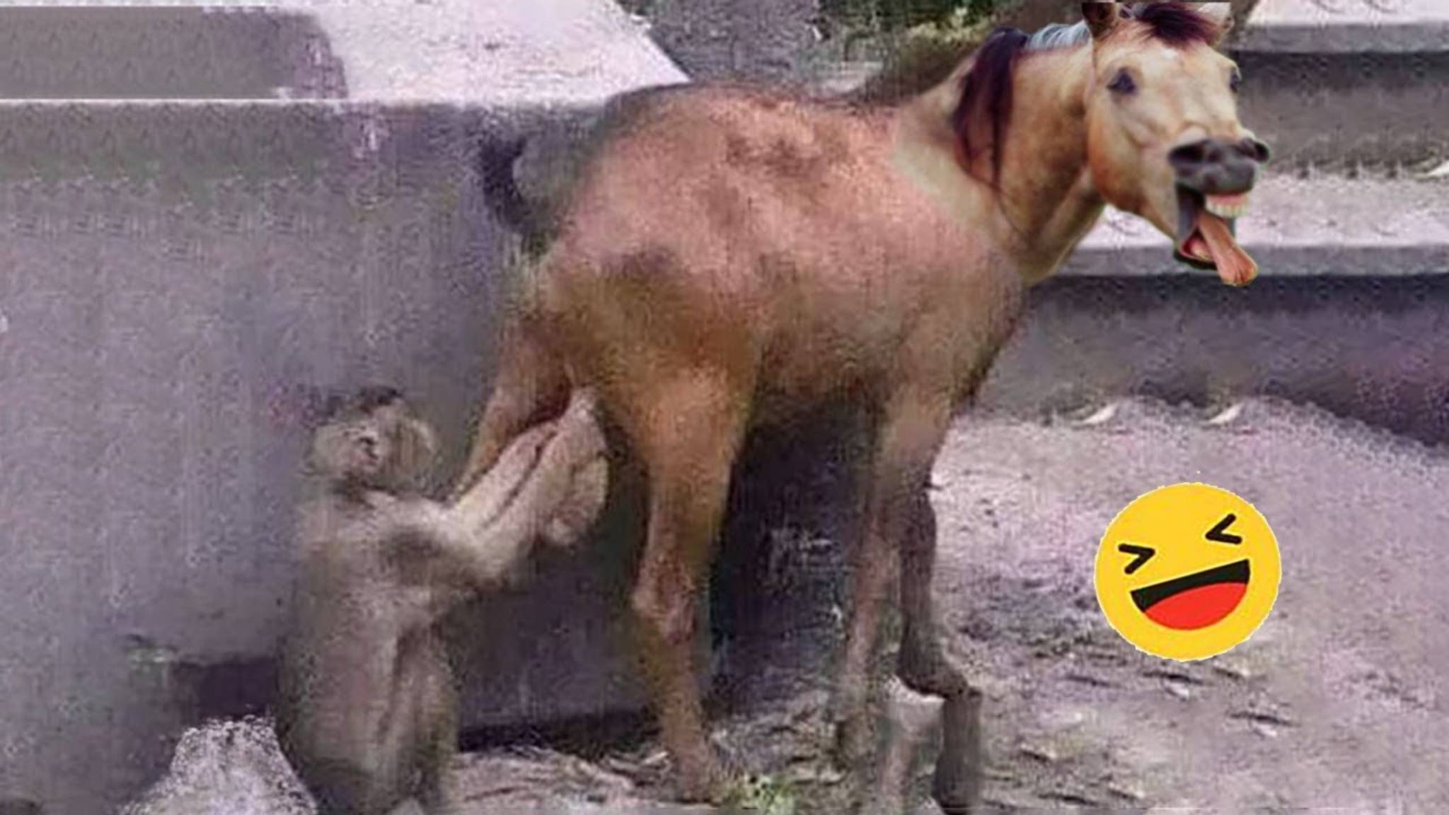 Вообще смешные животные ч.3