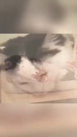Клип @mem_archive