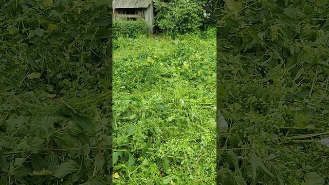 Сделал приятное для гусей и их дракончикам