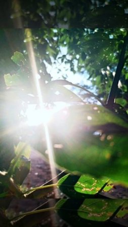 Радуга🌺, ловлю лучики солнца