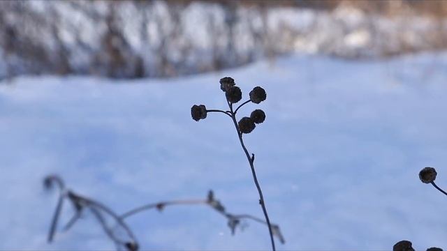 26 января 2024 г.