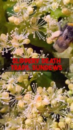Discover fascinating carnivorous plant types! Did you know these amazing plants eat bugs with...