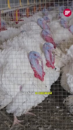 Новейшая птицефабрика в Татарстане: отличные условия, высокие зарплаты и свой отель
