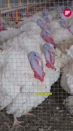 Новейшая птицефабрика в Татарстане: отличные условия, высокие зарплаты и свой отель
