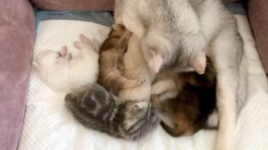 Котятам кошки Кайли 12 дней.