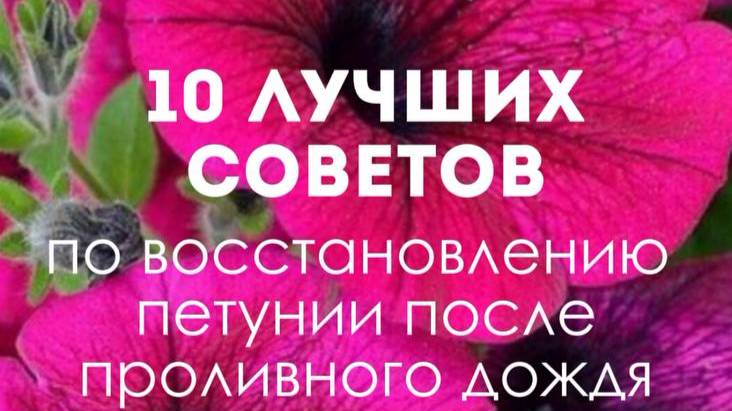 🌧 10 лучших советов по восстановлению петунии после проливного дождя🌸
