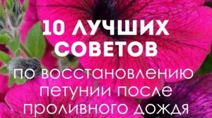 🌧 10 лучших советов по восстановлению петунии после проливного дождя🌸