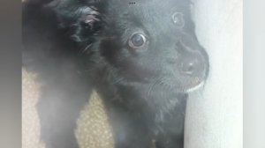 Мии БОЛЬШЕ НЕТ .. ЗАГРЫЗЛА БОЛЬШАЯ СОБАКА 🐕