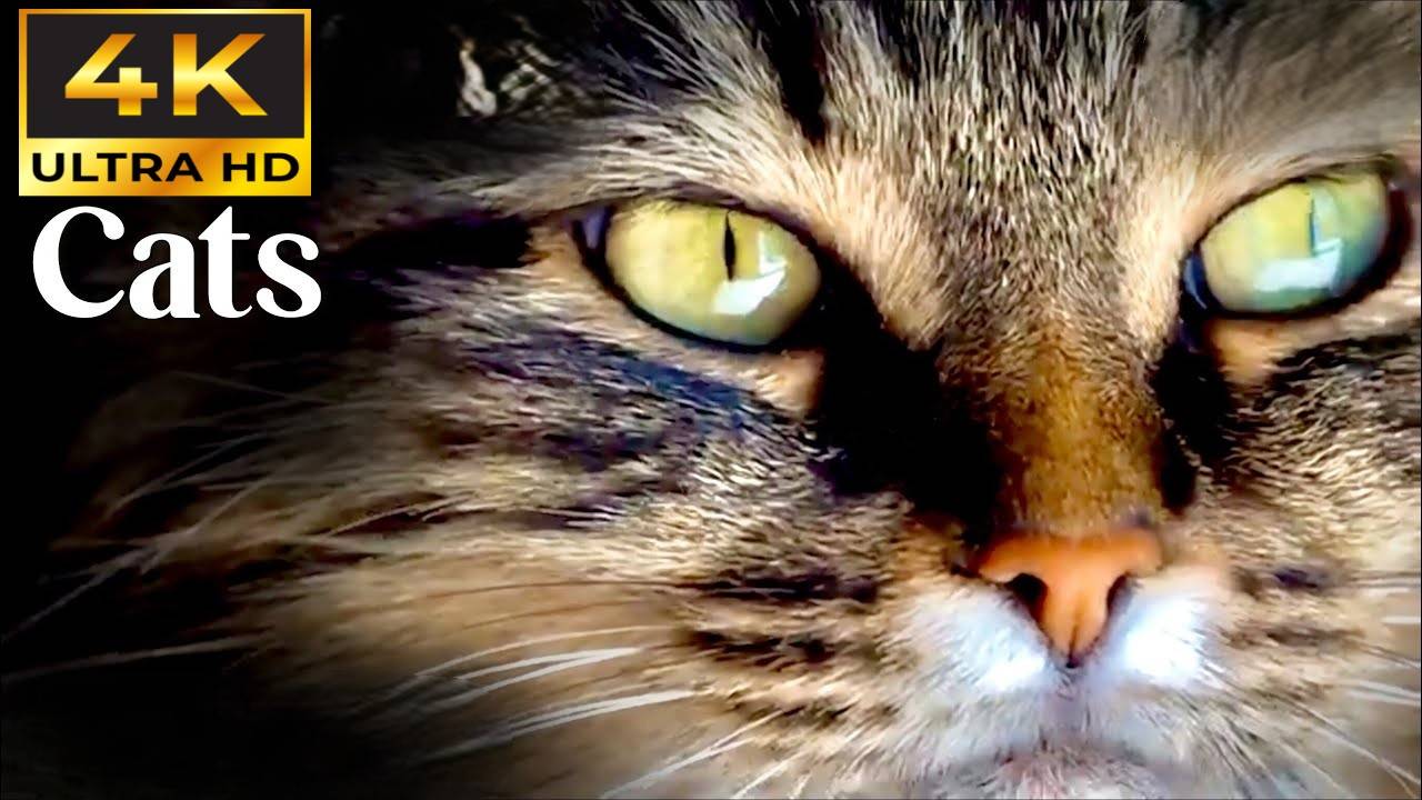 КОТЫ В 4К КАЧЕСТВЕ