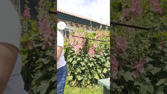 1000173178.mp4Пуховая кофта ручной работы.т.89020931602 смотреть онлайн