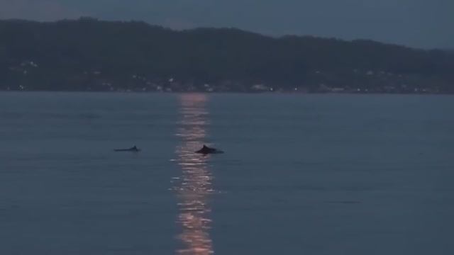 Дельфина на черном море)