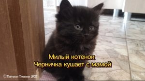 Милый котёнок Черничка кушает вместе с мамой