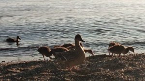 Мимо проплывали утята с уткой 🦆, но от лепешки они не могли отказаться 😁. Красивости Обского моря