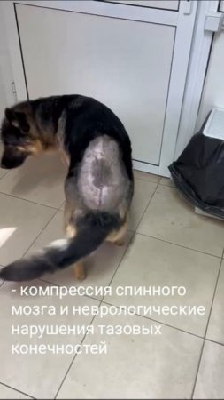 🚗 После автомобильной трагедии: восстановление питомца руками профессионалов! 🐕