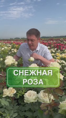 Шикарная белая роза | сад и огород | питомник растений