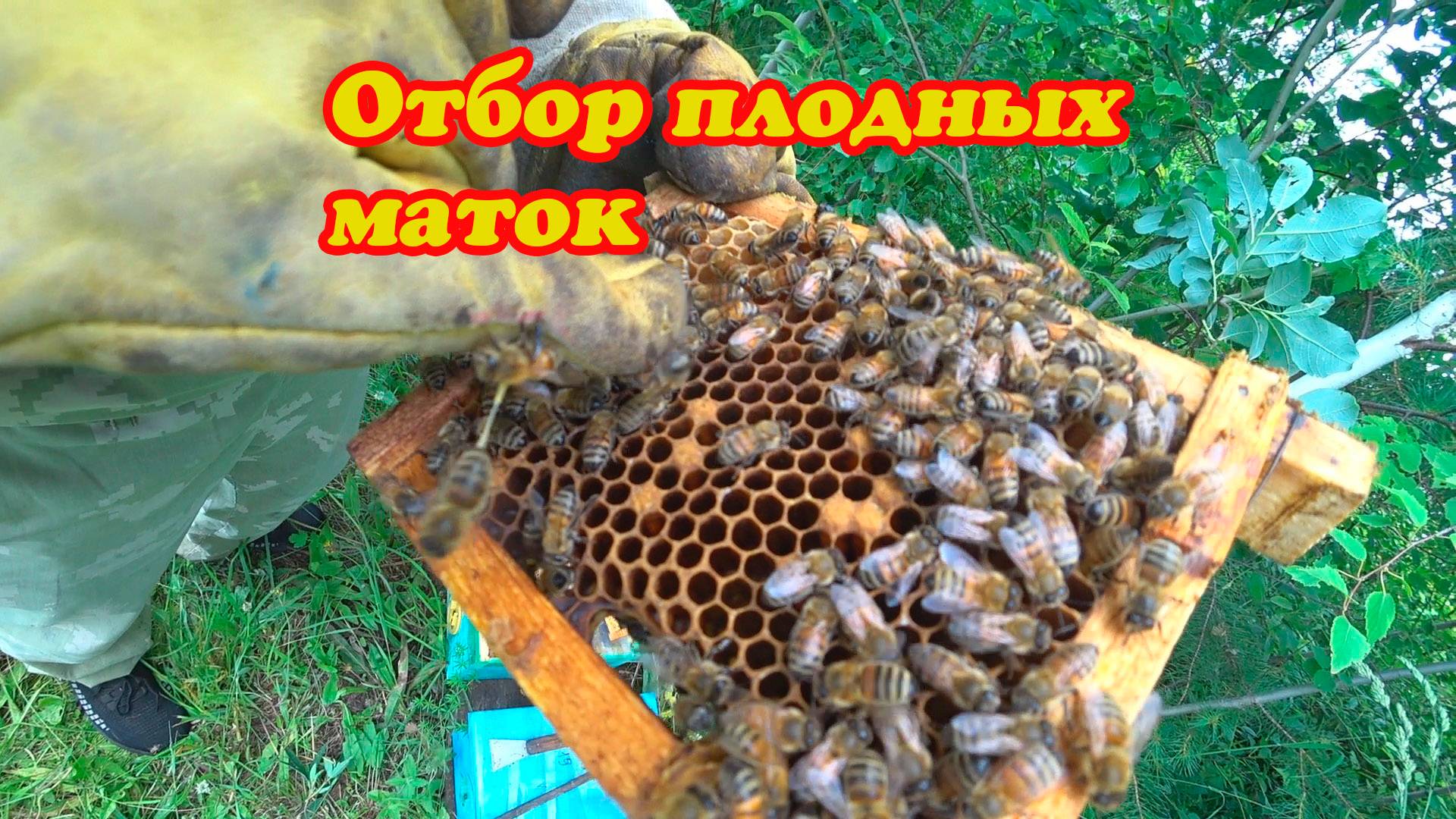 ОТБОР ПЛОДНЫХ МАТОК, ПЕРЕСАДКА В КЛЕТКИ ДЛЯ ОТПРАВКИ ПОКУПАТЕЛЯМ.