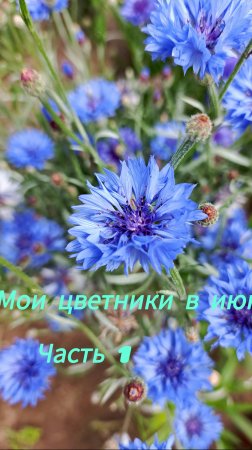 Что цветет на моих клумбах в июне. Часть 1