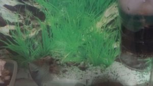 ГУРАМИ - АКВАРИУМИСТИКА