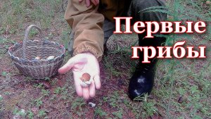 За грибами в июне