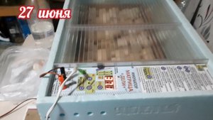двадцатый день инкубации ( вечер) - первый " пошёл "....