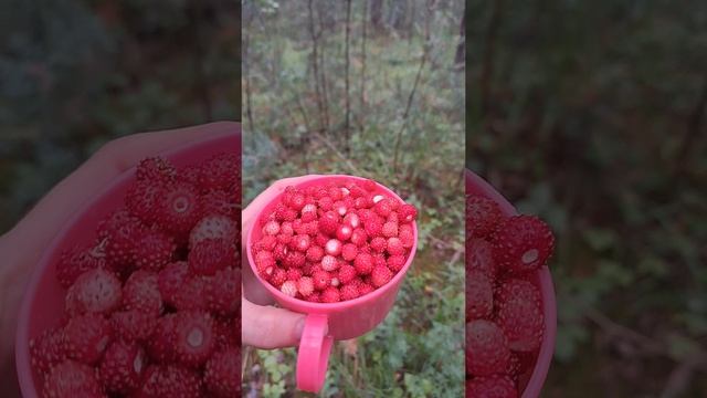 Собираю землянику, в лесу после дождя