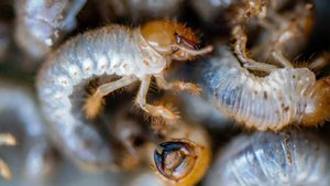 Купальщиков начали поедать личинки в пресных водоемах России