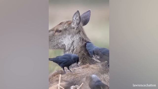 Лучшие забавные животные