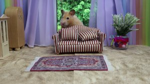 Хомячок исследует квартиру.