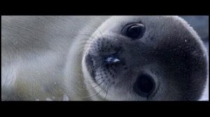 МИЛИ ТЮЛЕНЧИК!! едит (загляни в опис)