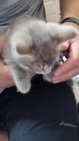 Новый питомец❤