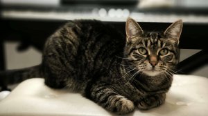 Амели с Котом / Amelie - Yann Tiersen / Саундтрек из К/Ф "Амели" / Янн Тирсен!