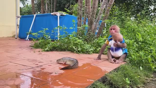 Обезьянки МАЛЕХА и крошка БУКАШКА впервые видят рыбу Боятся но трогают умнички