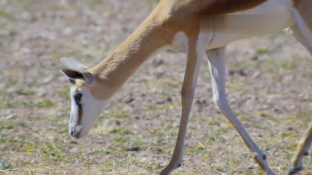 Герои дикой природы / Wildlife Icons-06  Спрингбоки и импала  жизнь в стаде смотреть онлайн