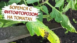 Народный способ борьбы с фитофторозом! Зелёнка с молоком против фитофтороза.