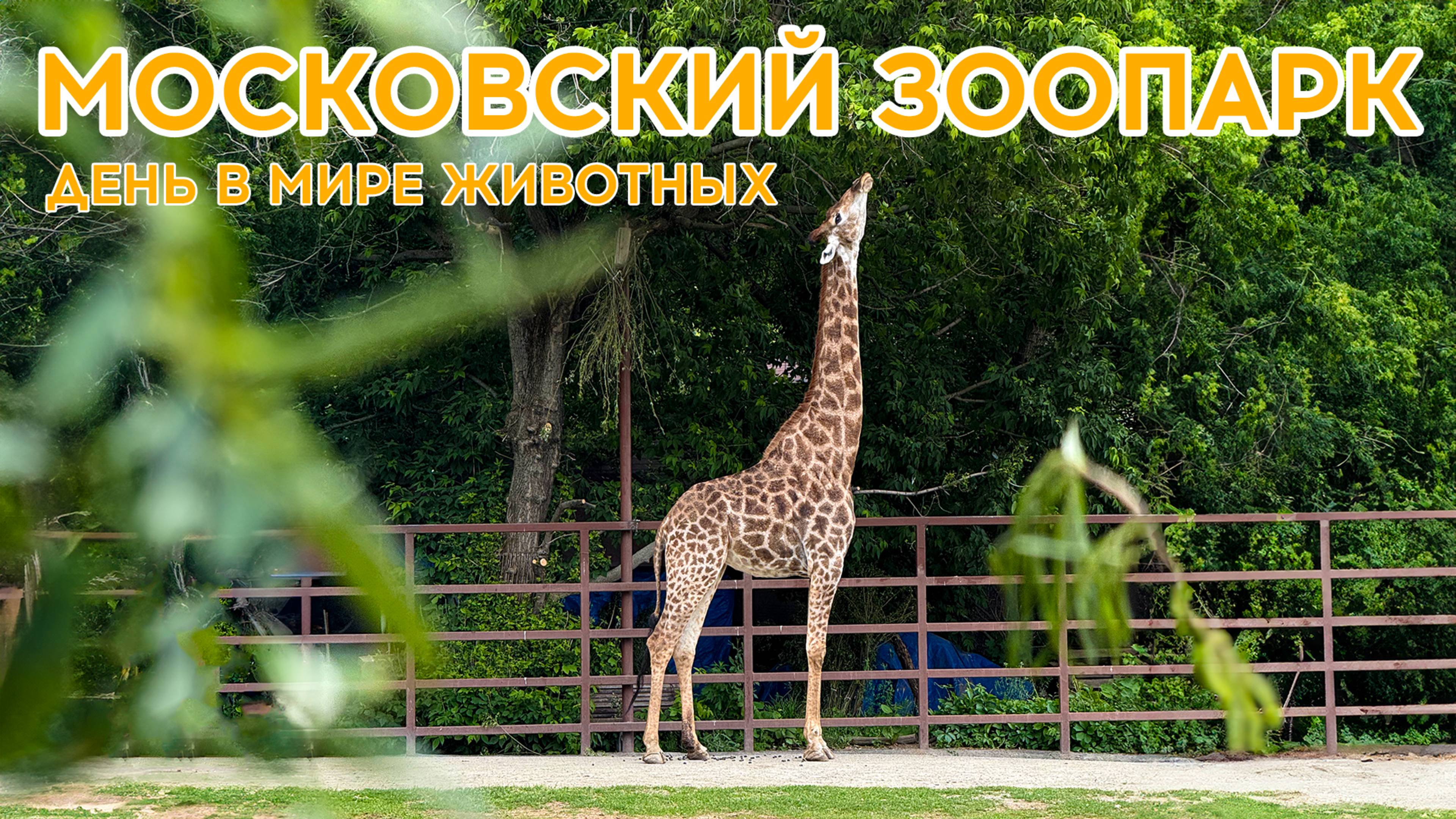 МОСКОВСКИЙ ЗООПАРК - День в мире животных