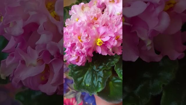 Фиалка KZ-Даночка!