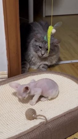 попу поднял место потерял