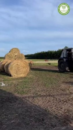 На Планете коров время заготовки сенажа 🌱🚜