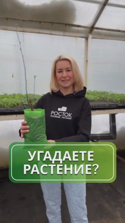 Сможете угадать растение по нескольким подсказкам? 🤔
