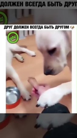 Друг всегда должен быть другом! 💪👍🐕😎🤝