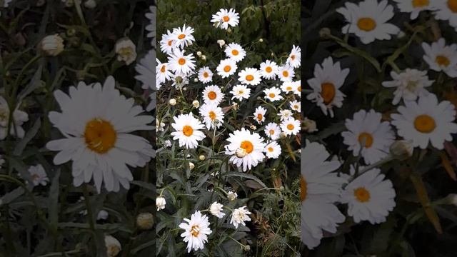 Садовая ромашка Аляска.