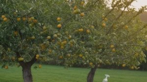 Июльская подкормка по листу: секрет садоводов с 30-летним стажем