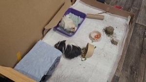 Морские свинки уничтожили очередной  картонный домик//Знакомство с новым домиком, еда и прогулка