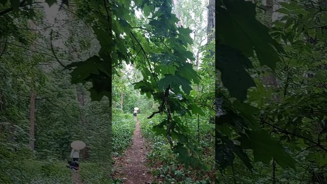 Прогулка в дождливый день. Солотча
Рязанские каникулы
