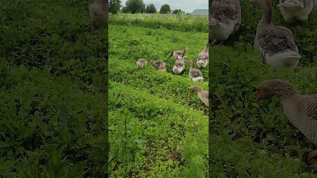 С кошечкой Лапой на хозяйстве. Гуси с дракончиками на прогулке