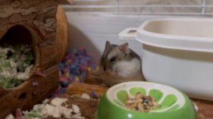 Голди, маленький шарик