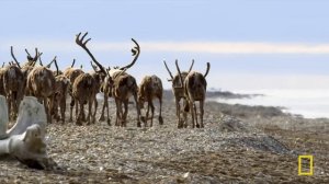 Cold, Harsh Reality (Full Episode) | Wild Alaska | Nat Geo Animals
