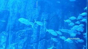 Водопад  "Hыряльщики за жемчугом" Dubai Mall