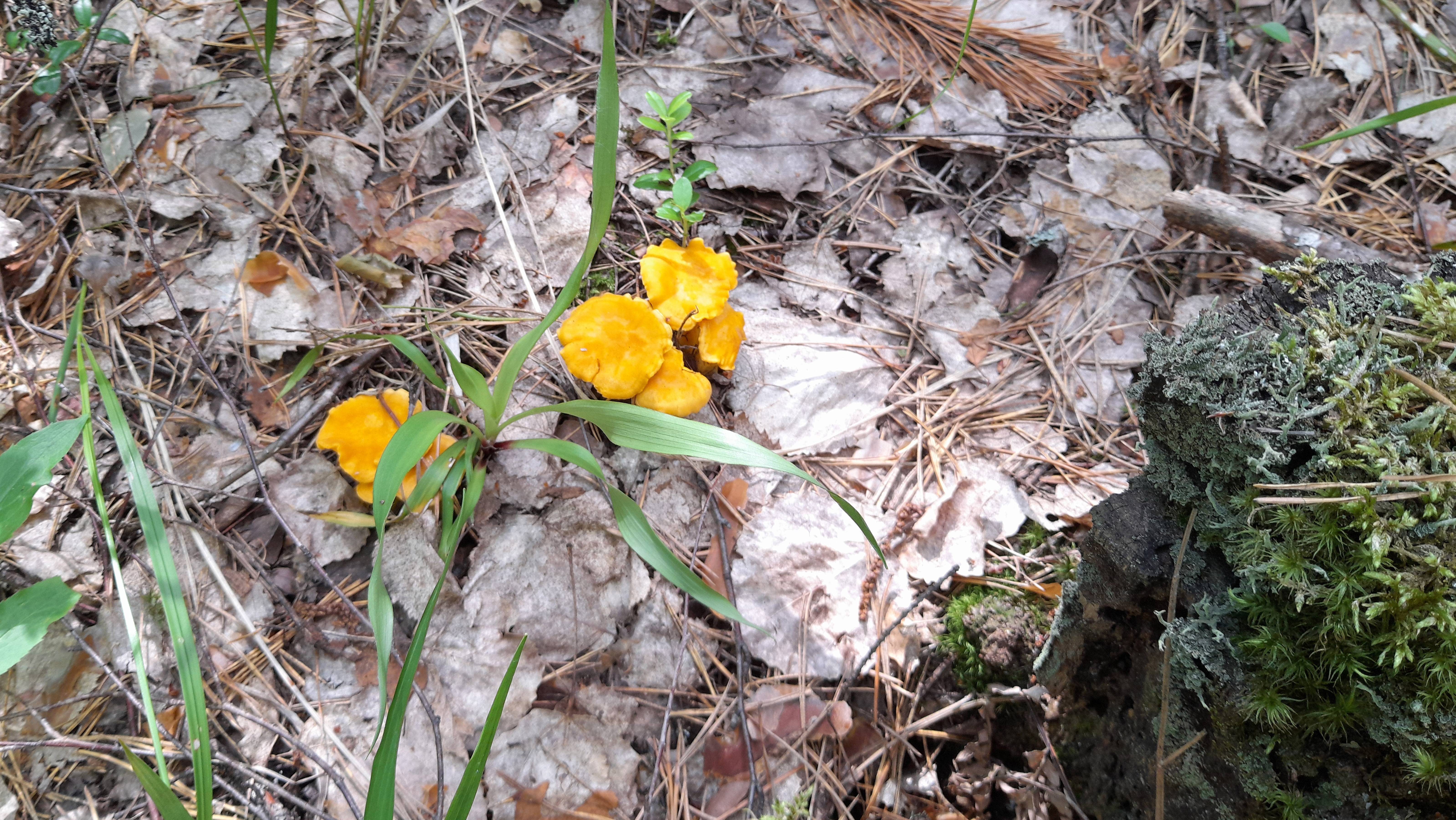 В лес за лисичками 2025г. (Марий Эл)